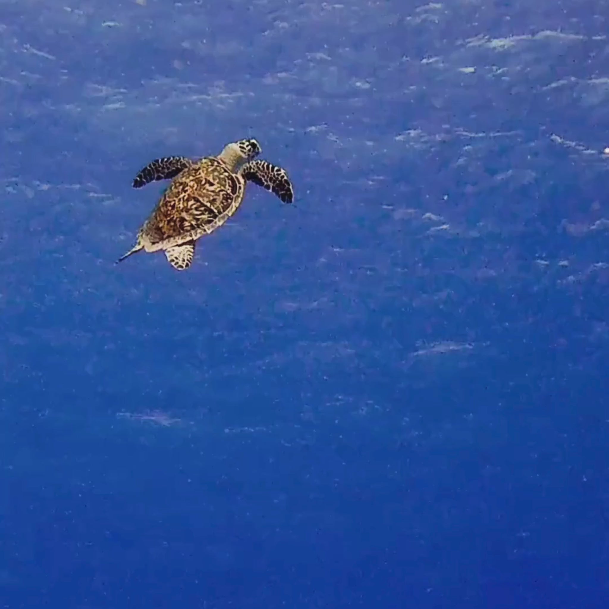 An underwater video of a sea turtle swimming in the ocean.